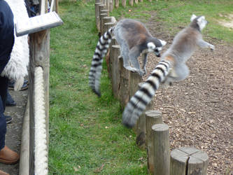 Ring Tailed Lemur #2