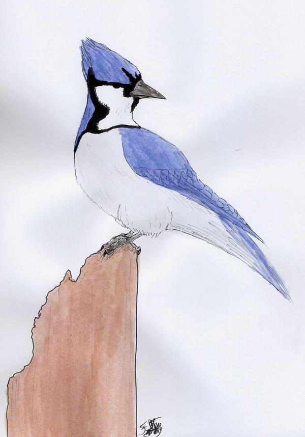 Blue Jay Watercolour