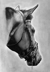 Realistic horse drawing