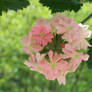 Spherical Pink Flowers