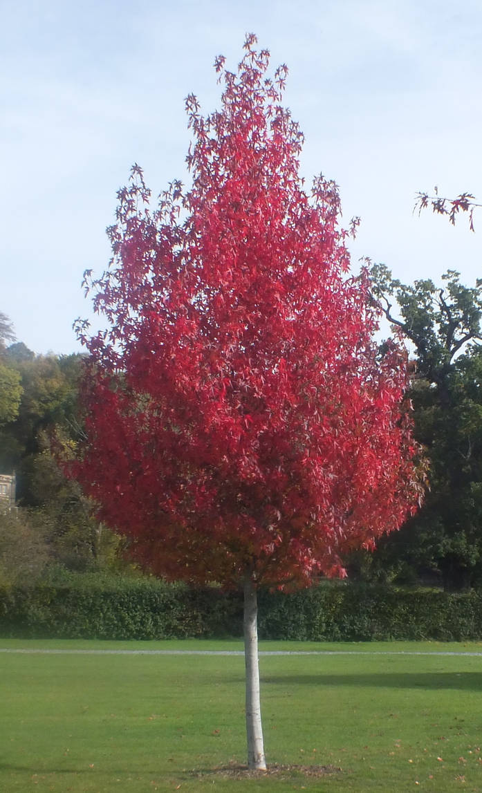 Redtree (2) by Bonitaman on DeviantArt