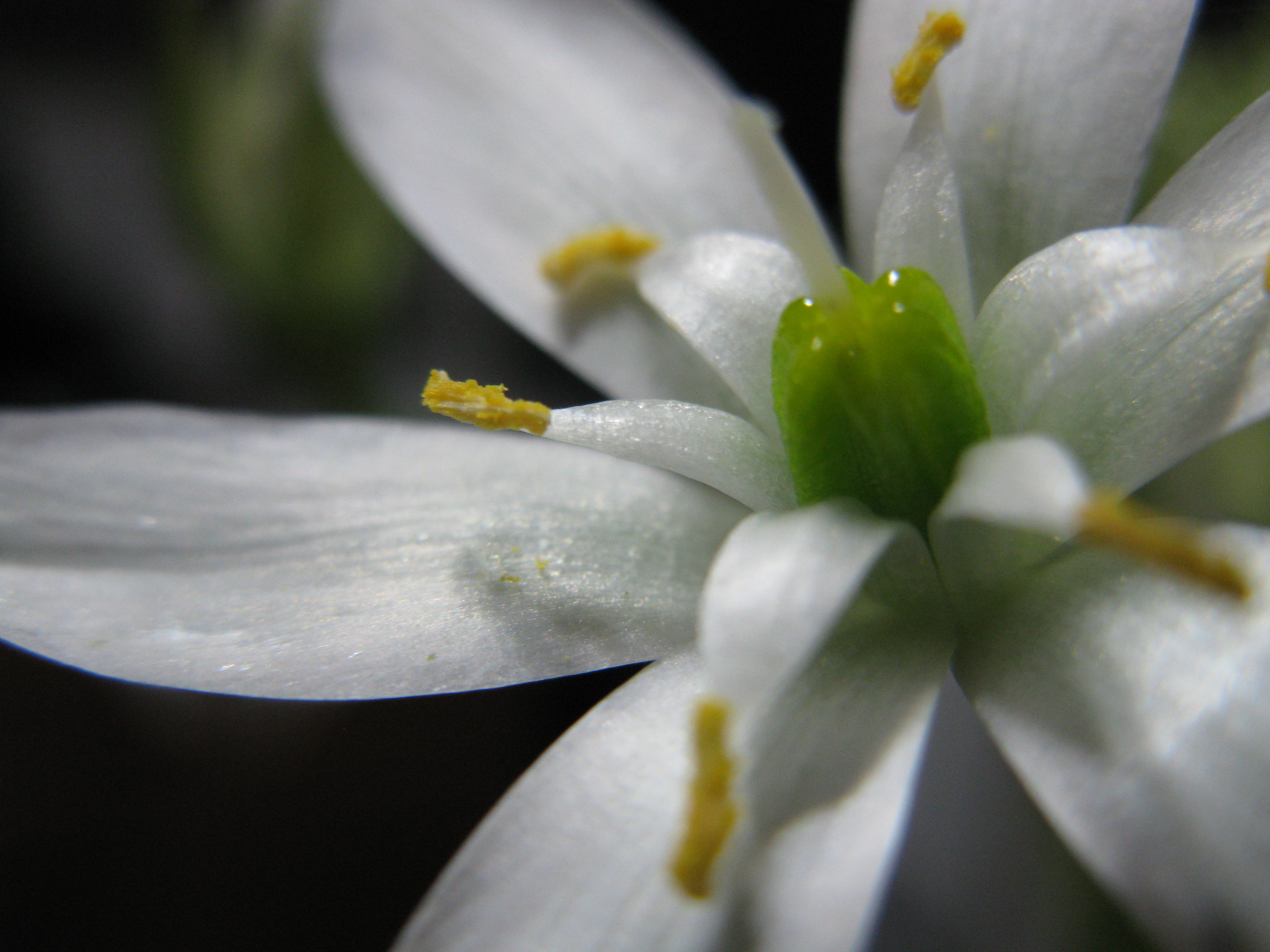 Moonlit Flower