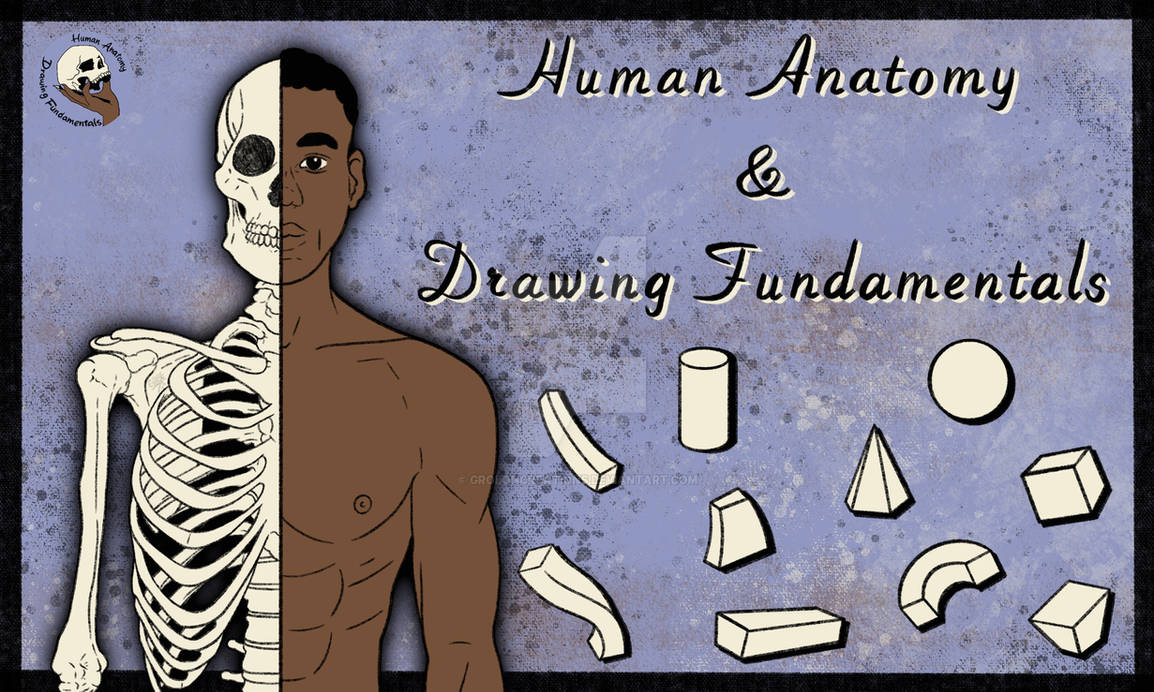 Human Anatomy and Drawing Fundamentals by GRolonCreations on DeviantArt