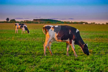 Cows Eating at Rural Environment, San Jose - Urugu