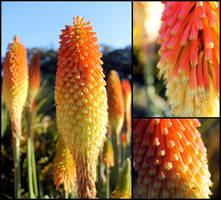 Weird Flower (Kniphofia)