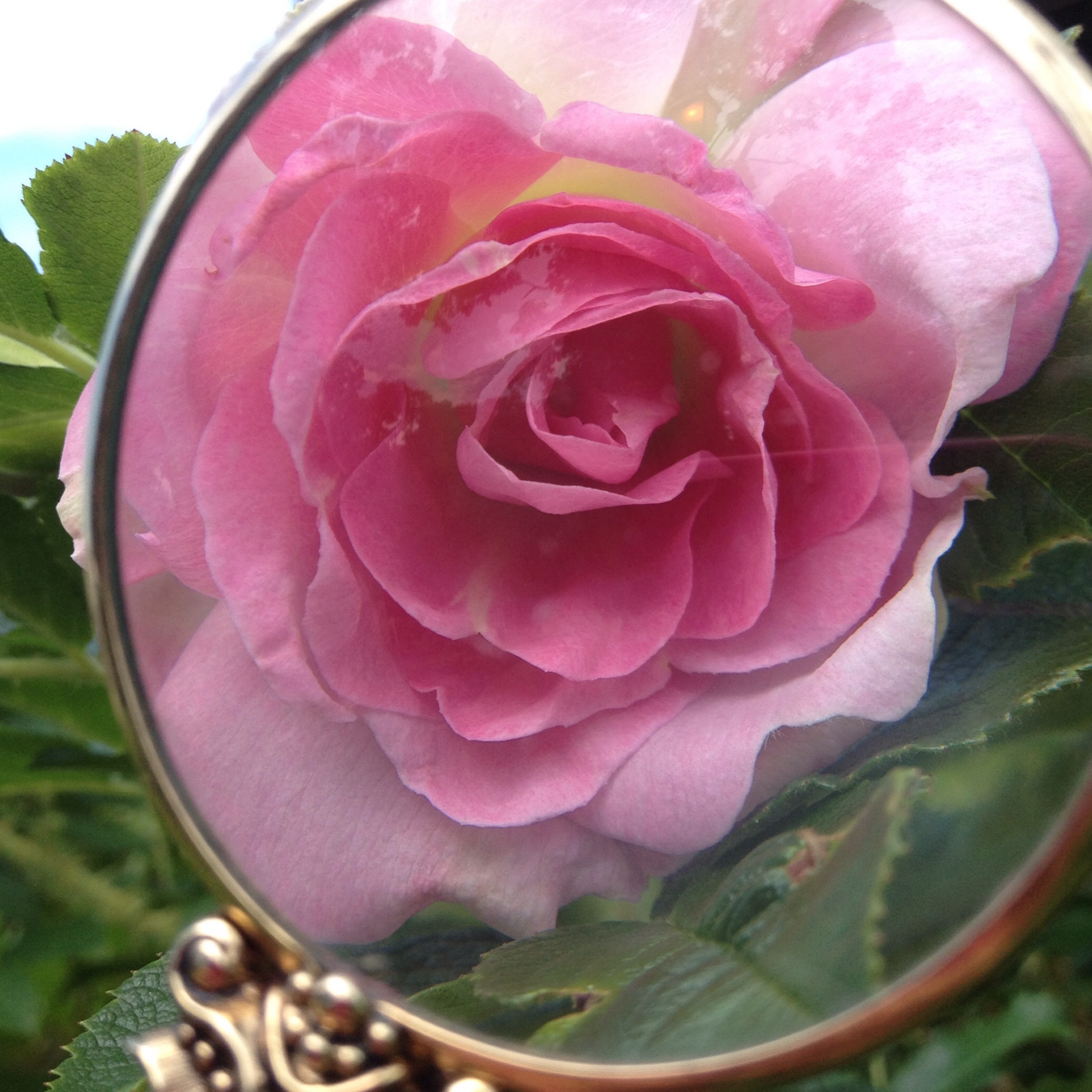 fairy lens-rose