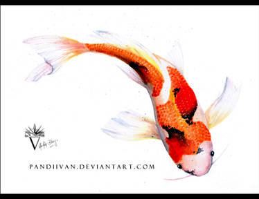 Watercolor Koi Fish.