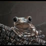 Black Paper Drawing: Froggo is not amused!