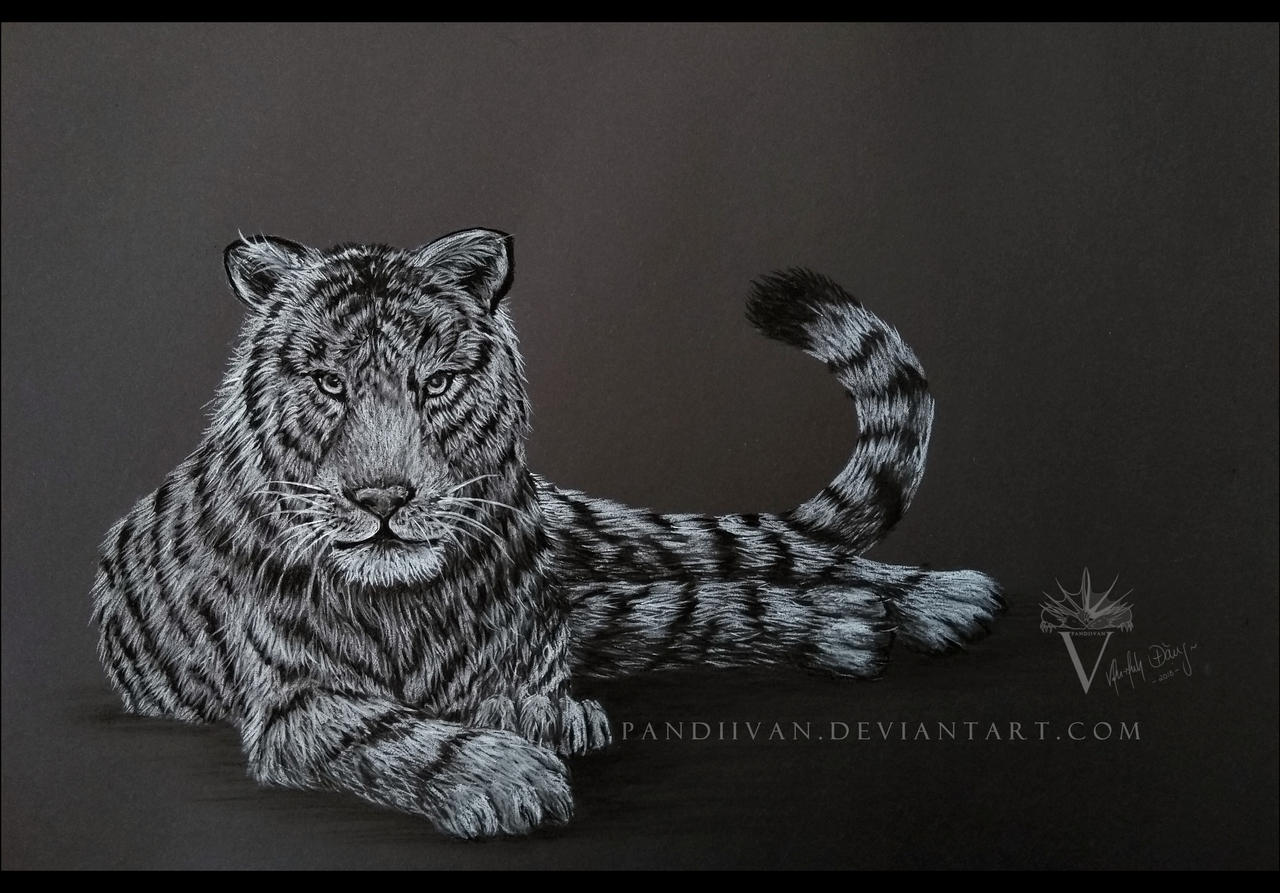 Black Paper Drawing: Tiger. by PandiiVan on DeviantArt