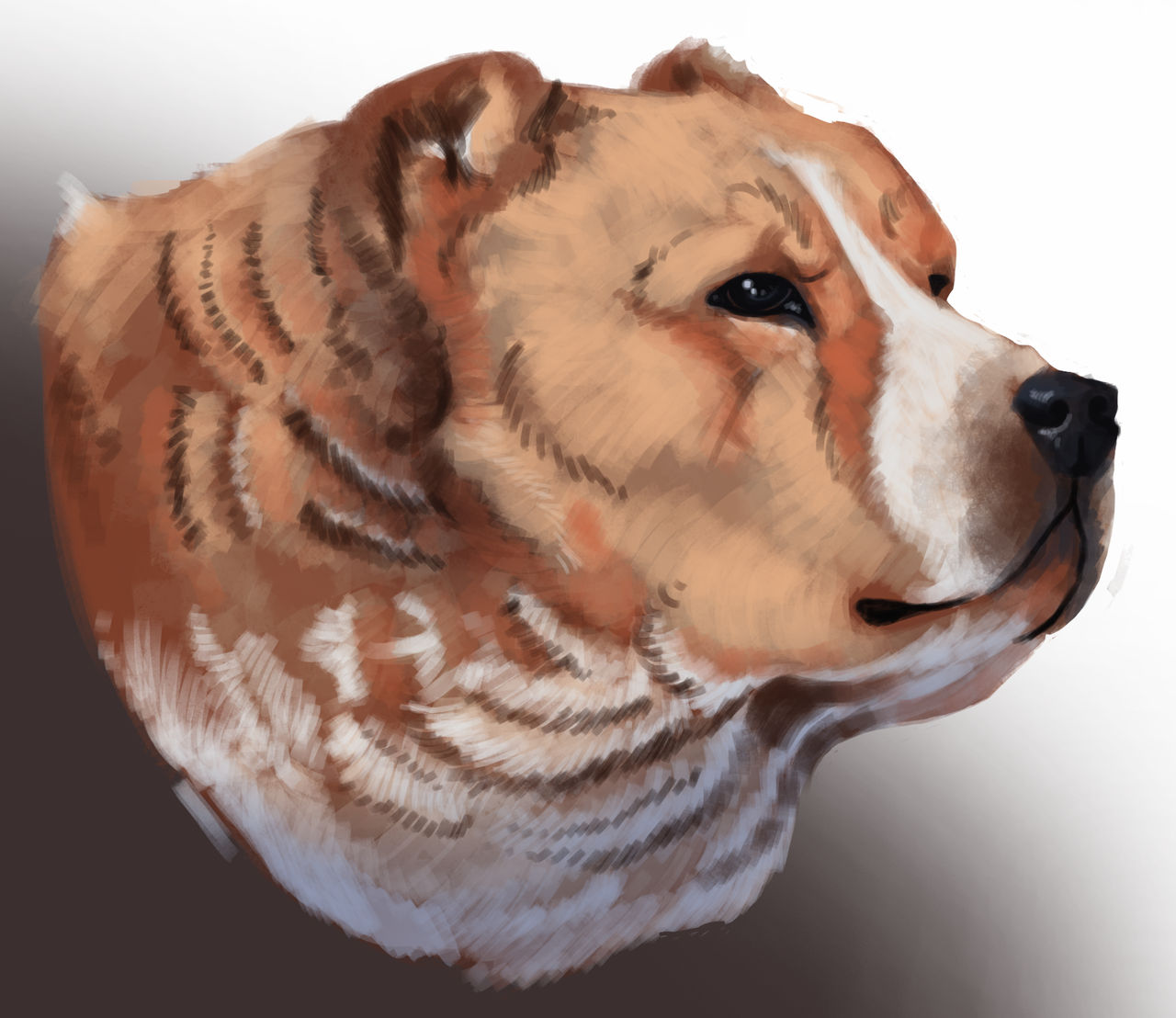 Dog study Chonk by Molly69929 on DeviantArt