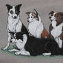 Border Collie Crew