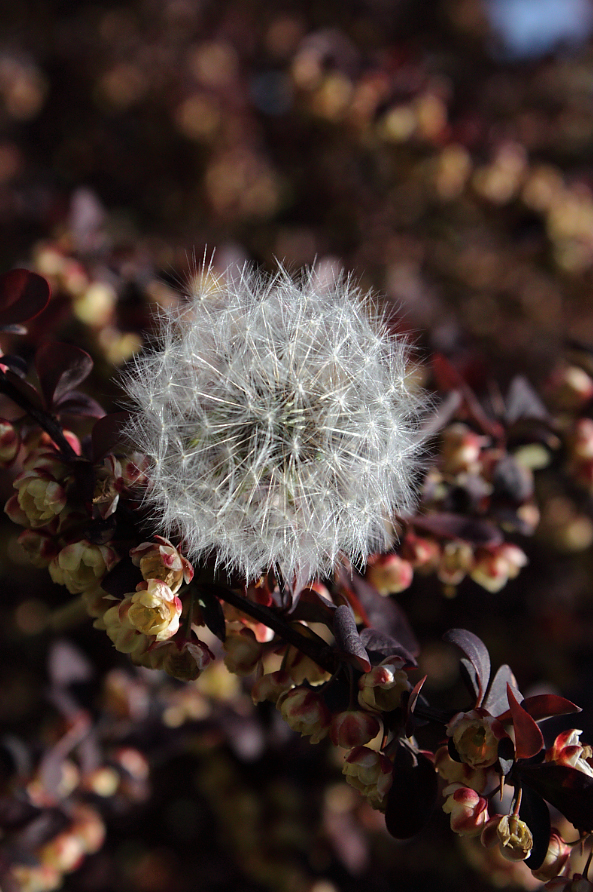 Dandelion in plant