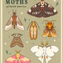 Moths of North America