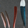 Northern Cardinal and Blue Jay feathers