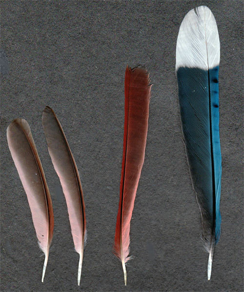 Northern Cardinal And Blue Jay Feathers By Tichodromamuraria On Deviantart Northern Cardinal And Blue Jay Feathers By Tichodromamuraria On Deviantart