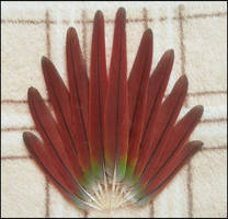 Green-cheeked Conure tail