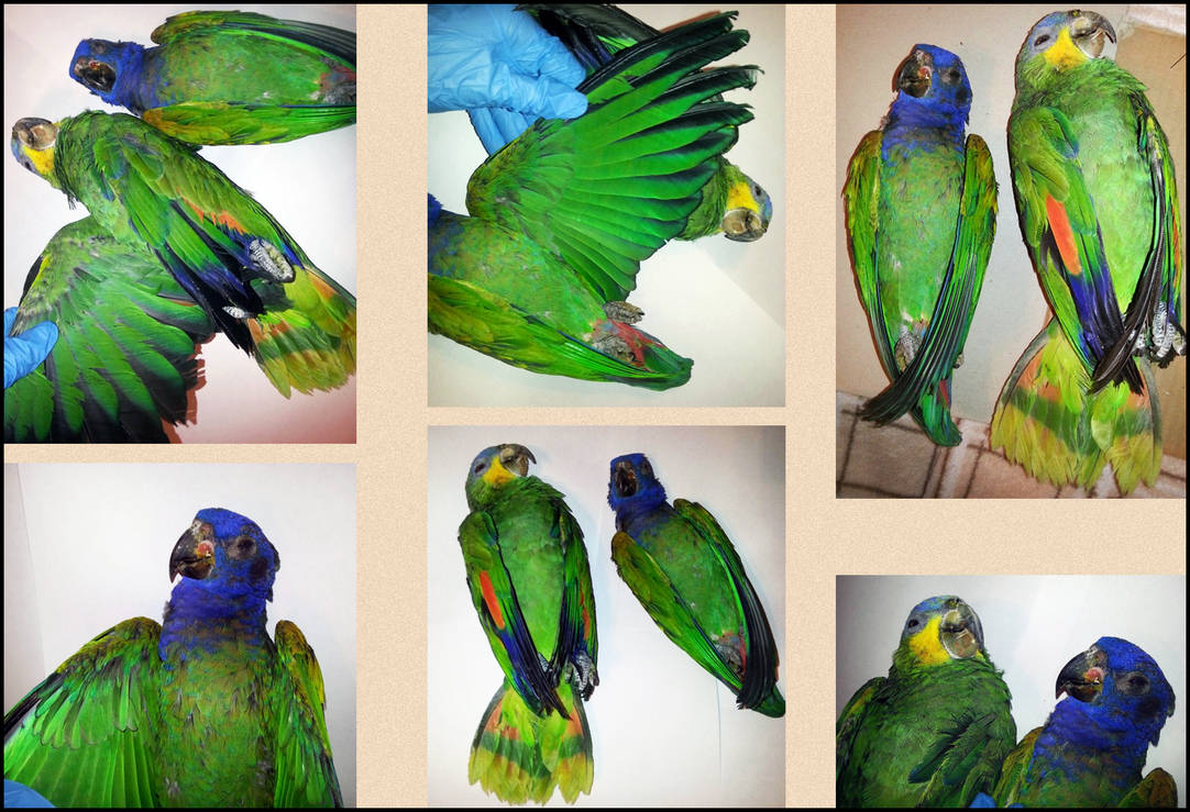 Defunct Parrot Dead parrots by TichodromaMuraria on DeviantArt