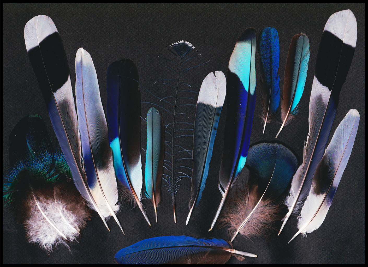 Beautiful blue feathers by TichodromaMuraria on DeviantArt