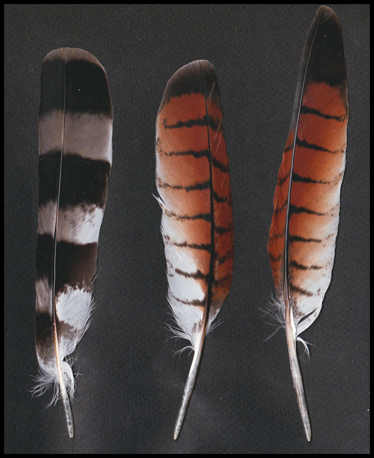 Roadside hawk feathers