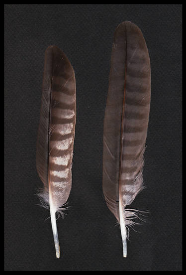 Bar-headed goose feathers - part_1 by TichodromaMuraria on DeviantArt