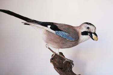 Caucasian Eurasian Jay FOR SALE