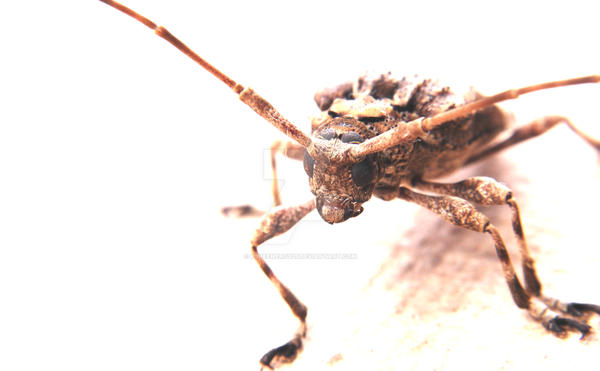 super flash insect by pureenergy25 on DeviantArt