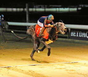 Greyhound Racing