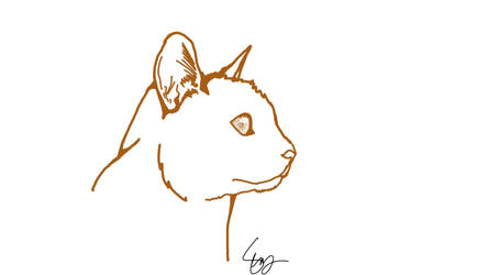 Cat Outline