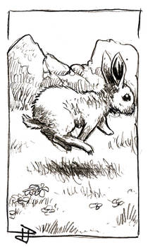 Zero Danger Level Lagomorpha