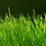 Grass