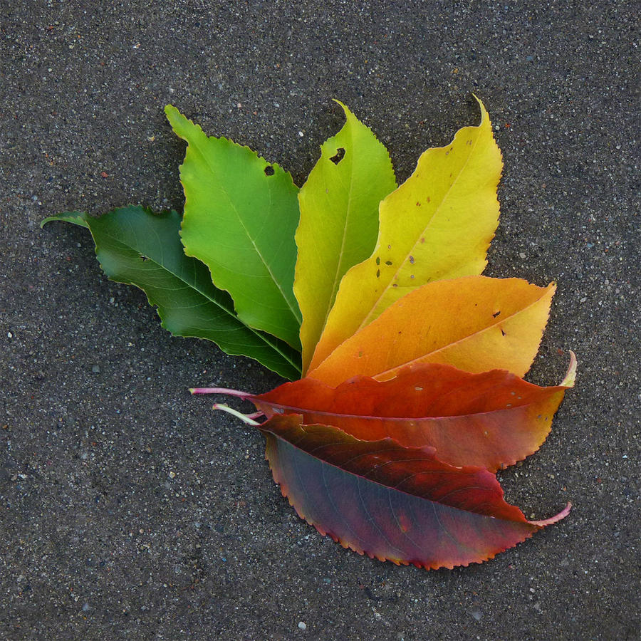 The colors of autumn