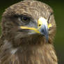 Steppe Eagle