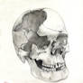 Mesolithic Skull from Serbia