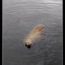 Kodiak Sea Lion