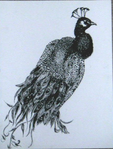 Peacock