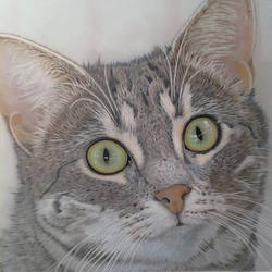 Grey Tabby Abbey  8 x 10 Color Pencil Tabby Cat