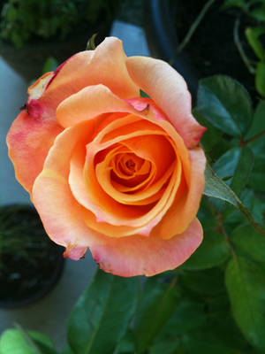 Orange Flower 1 by newtsheadwound