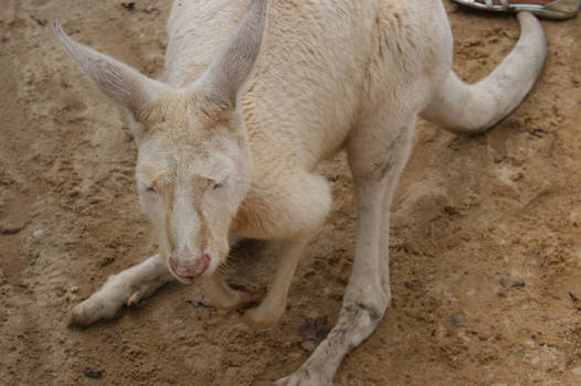 Albino Kangaroo