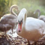 Walk with swans