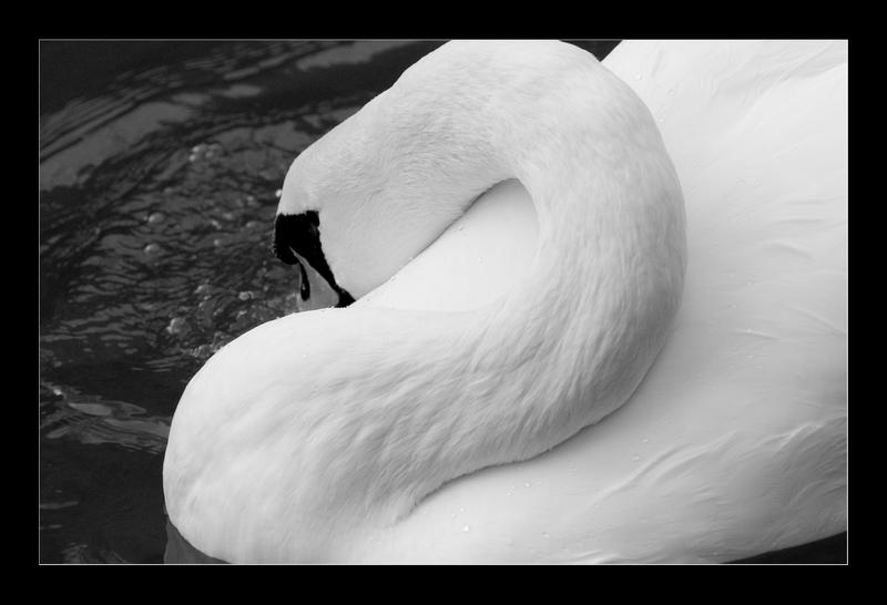 Swan