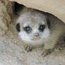 Lil' Meerkat Cub