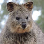 Quokka