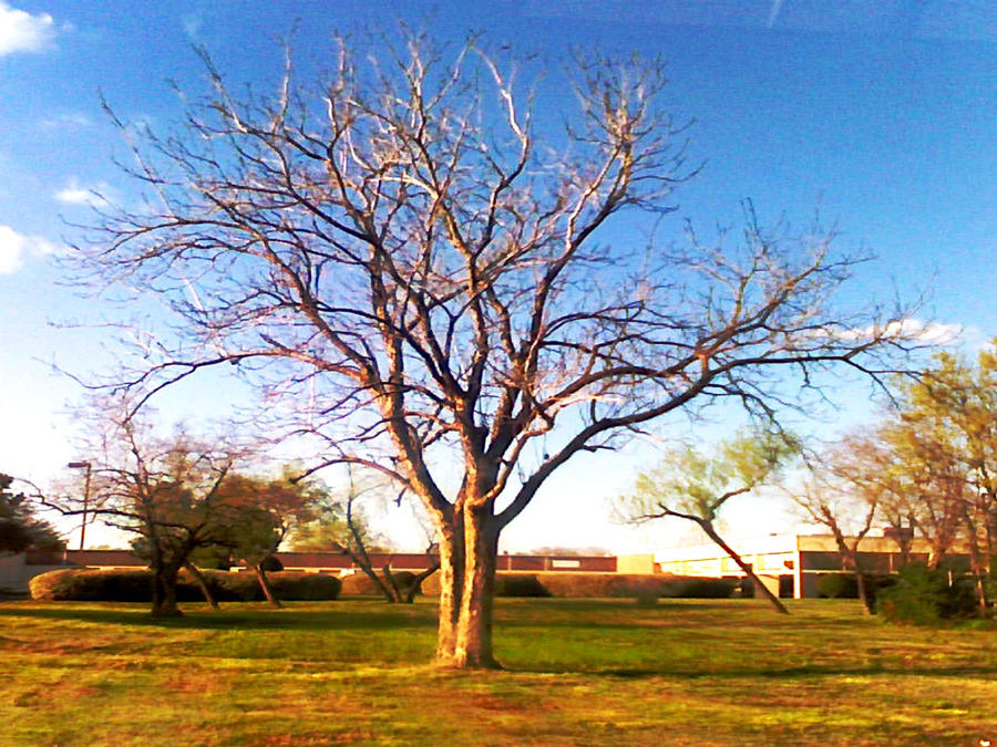 Heaven's Tree by Flirt123 on DeviantArt