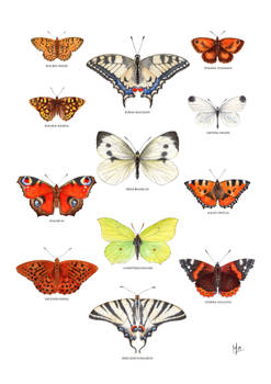 Lepidoptera