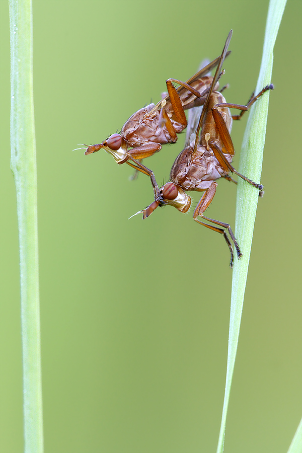 Happy Flies