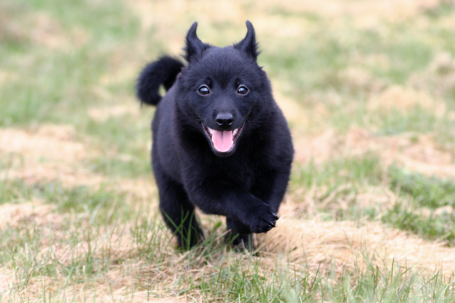 Schipperke puppy