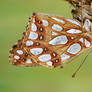 Silvery Butterfly