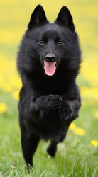 Schipperke In Action