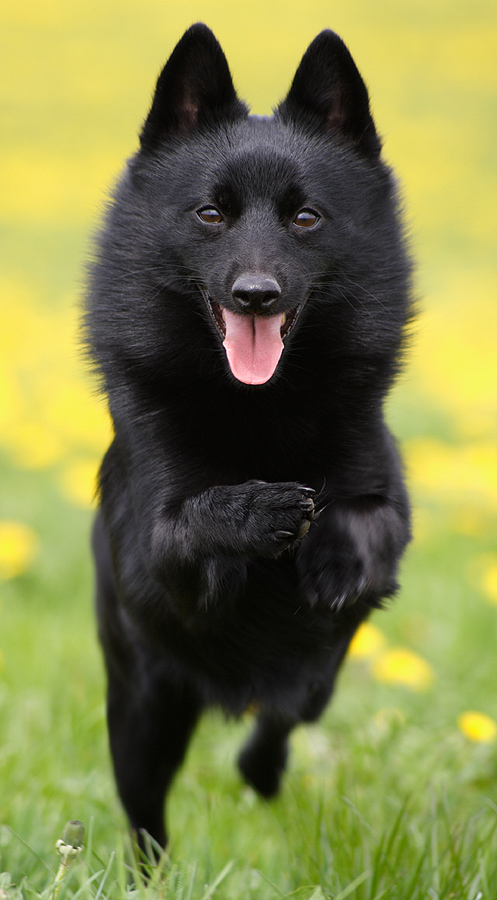 Schipperke In Action