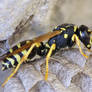 Polistes gallicus